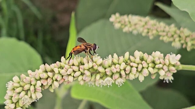 Hoverfly Insect Pollinating Small White Flowers of Persicaria Lapathifolia Plant &ndash; Macro Wildlife Video"