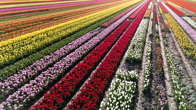 Vibrant tulip fields stretch across the horizon in Flevoland, Netherlands, showcasing a stunning array of colors during the spring season.