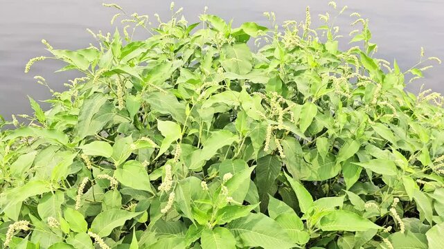Video of Persicaria lapathifolia plant flowers and green leaves at the riverside.