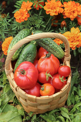 Organic fresh vegetables harvest in garden with flowers. Freshly harvested cucumber and tomato in...