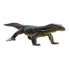Obraz premium Monitor lizard with longer tail slinking forward on white background