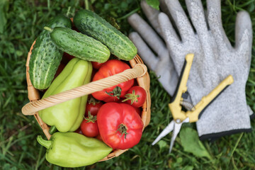 Summer harvest of fresh vegetables in basket. Harvesting Organic pepper, cucumber, freshly harvested tomato on grass in garden close up top view