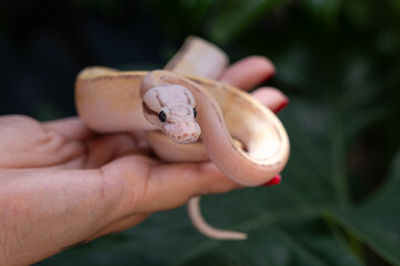 Baby ball python Puma Pastel morph in a woman's hand.