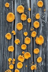 Radiant Lichen Bloom Golden Orbs on Weathered Wood a Contrast of Life and Decay