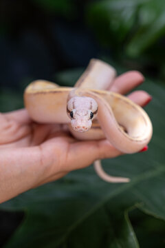 Baby ball python Puma Pastel morph in a woman's hand_vertical.