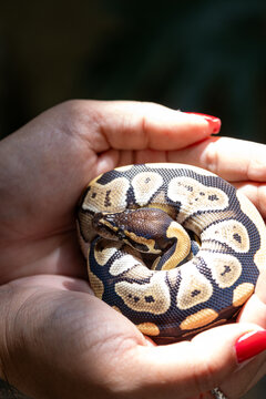 Baby ball python Mojave morph in a woman's hand_top view_vertical.