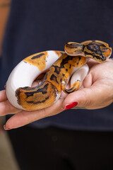 Baby Pied ball python in a woman's hand_vertical.