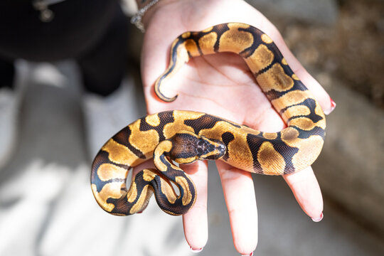 Baby ball python Enchi morph in a woman's hand_top view.