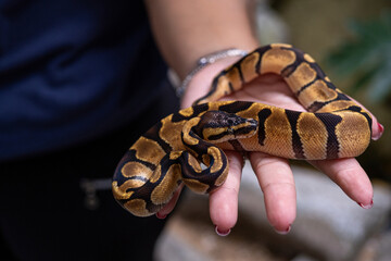 Baby ball python Enchi morph in a woman's hand.