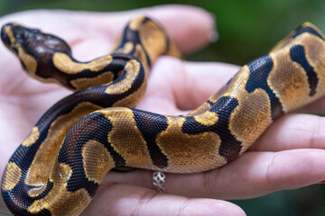 Close-up of the skin texture of a Enchi ball python