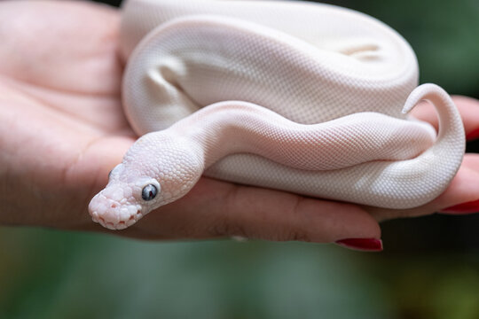 Baby ball python Lucy morph in a woman's hand.