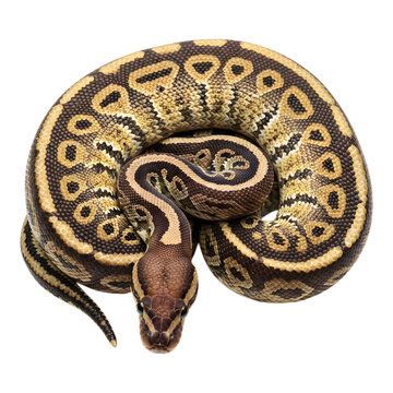 Coiled ball python snake resting on a flat white surface, top view