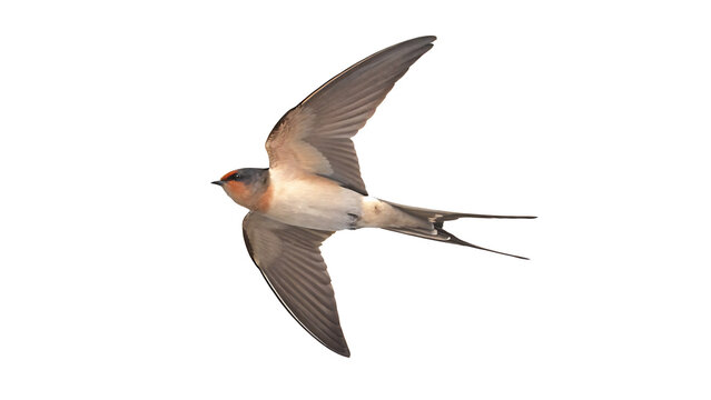 red rumped swallow in flight cecropis daurica isolated on white background PNG. GENERATIVE AI