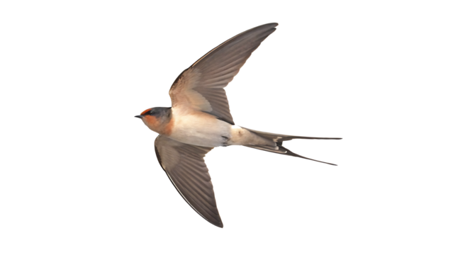 red rumped swallow in flight cecropis daurica isolated on white background PNG. GENERATIVE AI