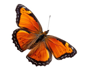 Obraz premium Butterfly flying isolated on transparent background