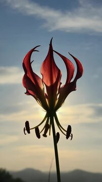 Gloriosa superba flower against the sunset, showcasing its unique red petals and stamens with sky background, nature's beauty.