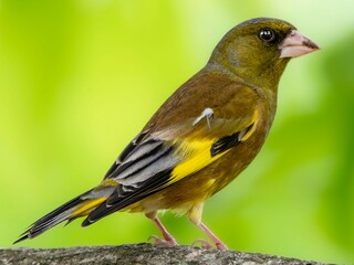 森の中で周りを見渡しているカワラヒワ