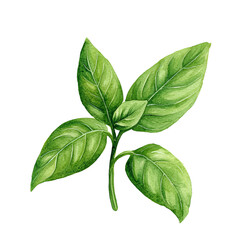 Fototapeta premium Basil's Botanical Brilliance: An elegant watercolor illustration, with focus on Basil, capturing the essence of freshness and natural vibrancy.