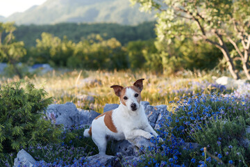 A Jack Russell Terrier sits among vibrant blue wildflowers with lush green hills in the background....