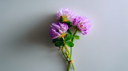 Obraz premium Three pink clover blossoms with green stems against a white background