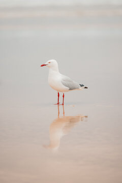 Lone seagull standing on wet sand on the beach at low tide with copy space