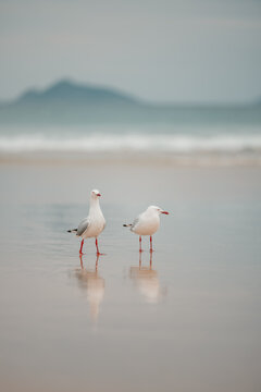 Two seagulls standing together on the beach with reflection in wet sand