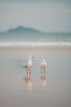 Two seagulls standing together on the beach with reflection in wet sand