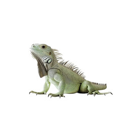 Fototapeta premium Green Iguana in Profile: A detailed, professional capture of a vibrant green iguana, showcasing its textured skin and distinctive profile against a clear backdrop.