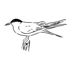 Aleutian Tern. Vector outline icon.