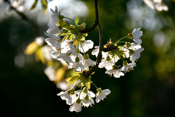 Branche de cerisier