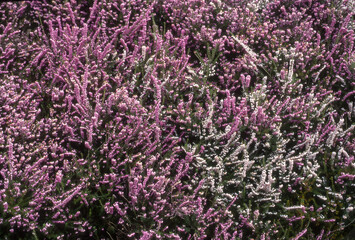 Fototapeta premium Bruyere, erica x Darleyensis