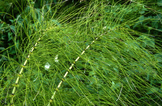 Pr&ecirc;le des marais, Equisetum palustre