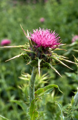 Chardon Marie,.Silybum marianum