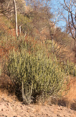 Euphorbia caducifolia, Euphorbe à feuilles caduques, Parc national de Ranthambore, Rajasthan; Inde