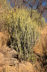 Euphorbia caducifolia, Euphorbe à feuilles caduques, Parc national de Ranthambore, Rajasthan; Inde