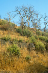Euphorbia caducifolia, Euphorbe à feuilles caduques, Parc national de Ranthambore, Rajasthan; Inde