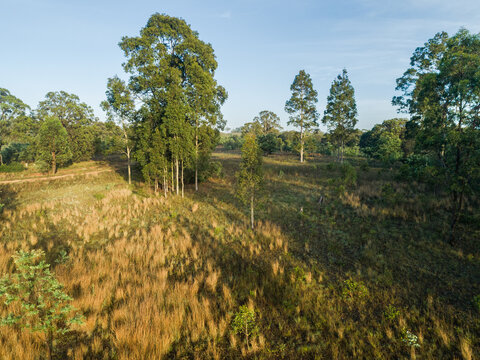 Aerial landscape of paddock with group of gum trees growing among grass in morning light