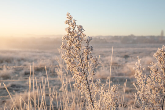 plant covered in frost crystals on a frosty morning in the country