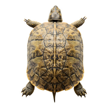 Realistic turtle with detailed shell and limbs