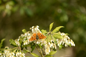 冬眠から醒めて