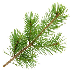Naklejka premium Fresh green pine branch isolated on black background