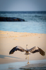 grey heron about to land at the beachside
