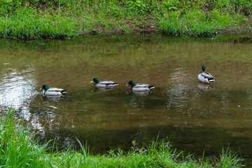 Group of mallard ducks swimming on river in spring