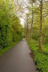 Fototapeta premium Empty paved path winding through lush green trees in spring