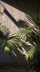 Golden light dances through coconut leaves, casting soft, intricate shadows on rugged textures