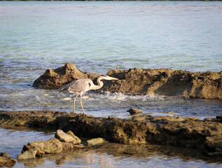 grey heron looking for food at Fulidhoo island beach in Maldives