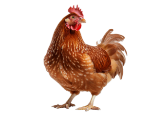 Full body of brown chicken hen standing isolated transparent background