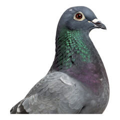 Fototapeta premium Lifelike pigeon with detailed feather textures and green accents