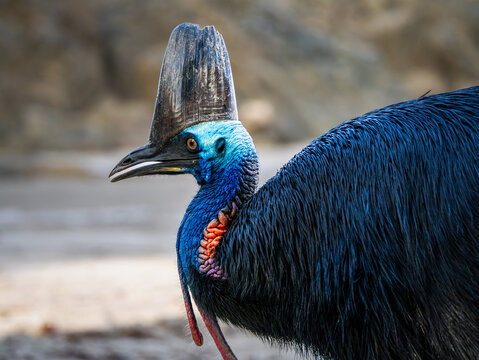 Southern Cassowary in the wild