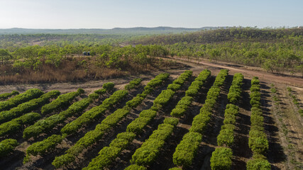 Mango farm view of orchard trees in a row